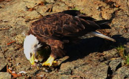 Eagle feeding