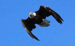 Eagle flying in